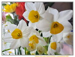 12022021_Lunar New Year_Flower at Home00018