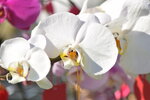 20012023_Nikon D5300_Victoria Park Lunar New Year Flower Fair_Orchid00001