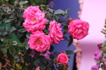 15032024_Canon EOS 5Ds_Hong Kong Flower Show_Variety Flowers00072