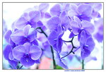 05022024_Victoria Park Lunar New Year Flower Fair_Orchid00004