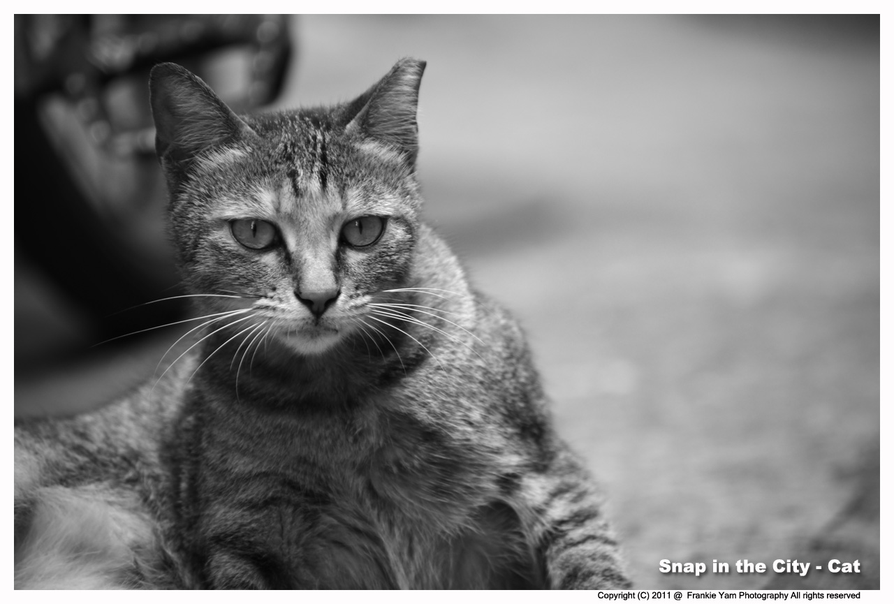 Cat 7-May-2011