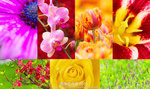 Cover_FlowerShow2015