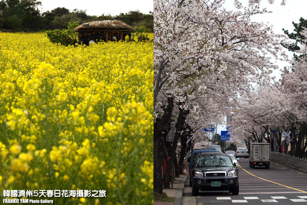 韓國濟州5天春日花海攝影之旅 2009 