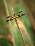 P4158986