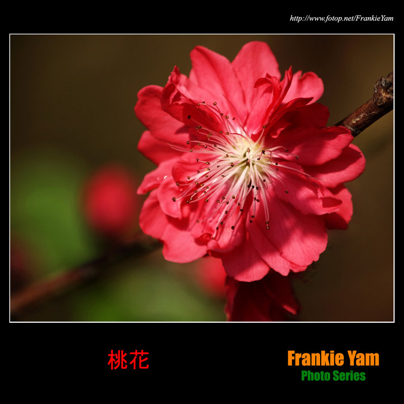 桃花