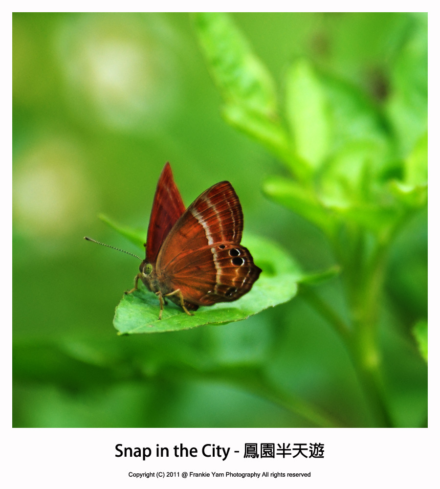 Snap in the City - 鳳園半日遊