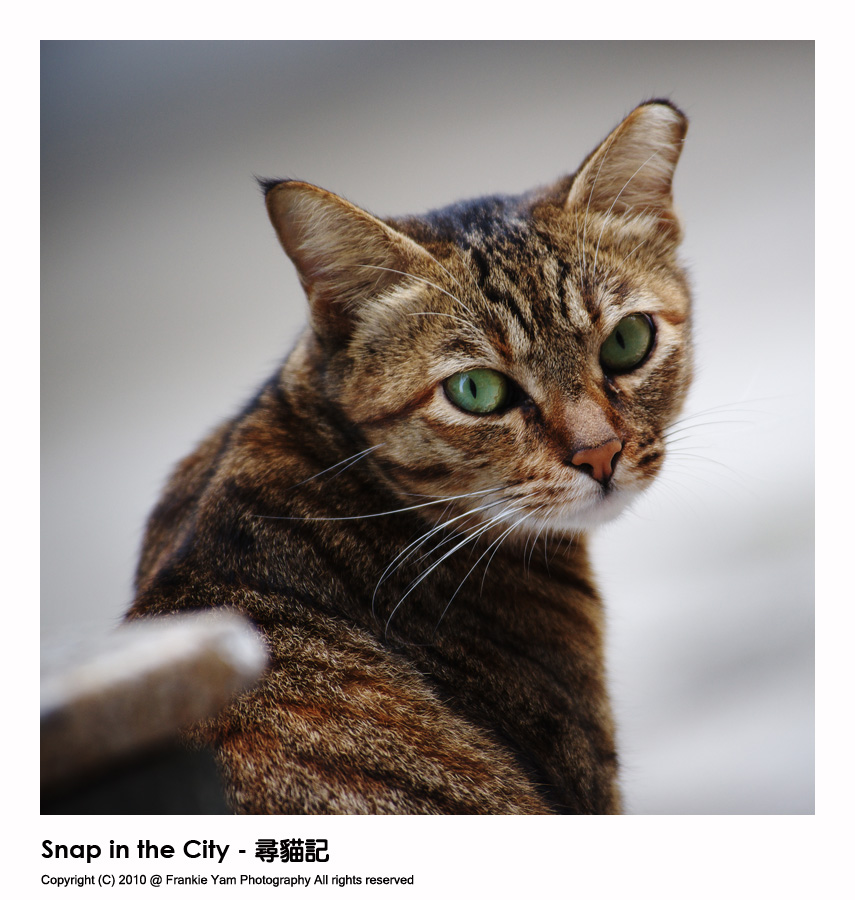 Snap in the City - 尋貓記