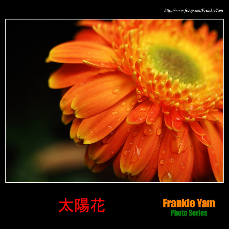 太陽花