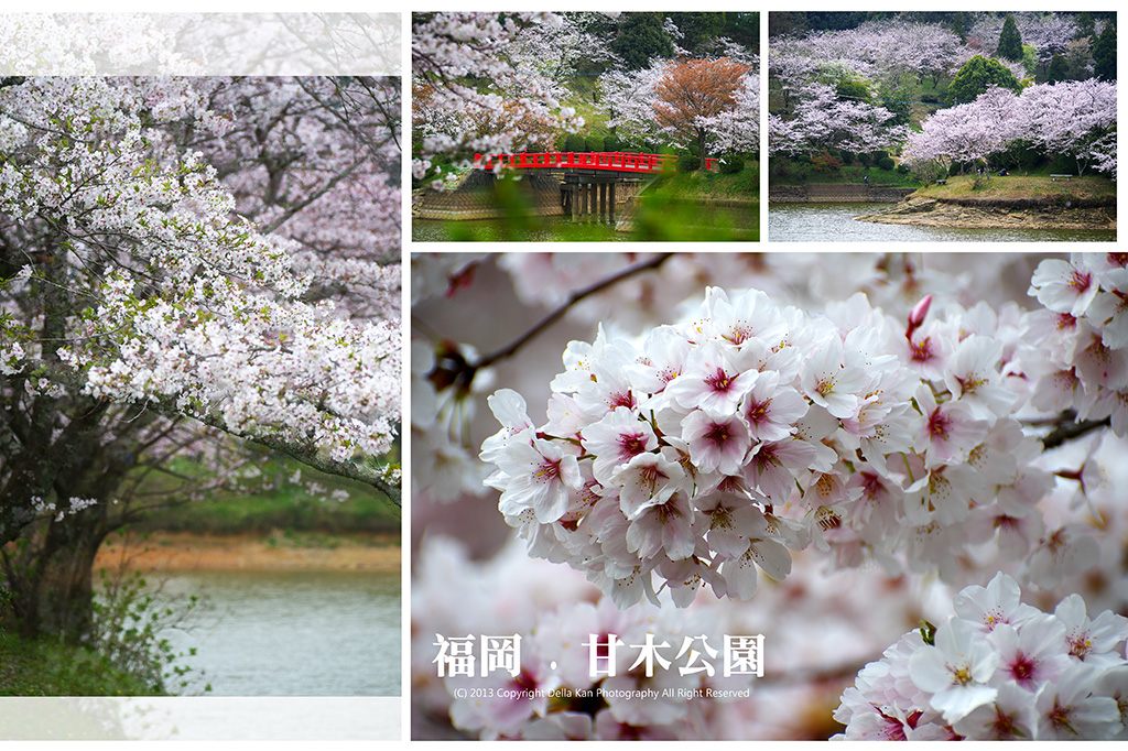 日本福岡櫻花之旅2013 - 甘木公園