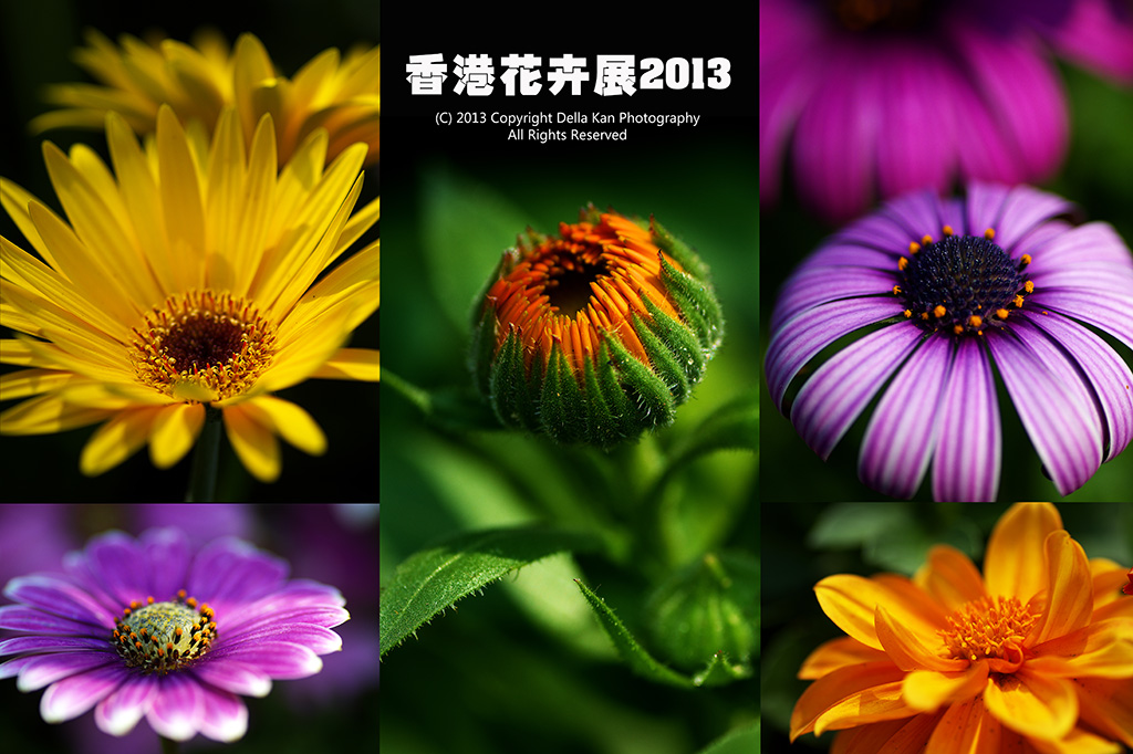 香港花卉展覽2013