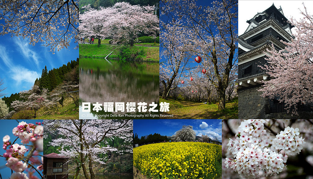 日本福岡櫻花之旅2013