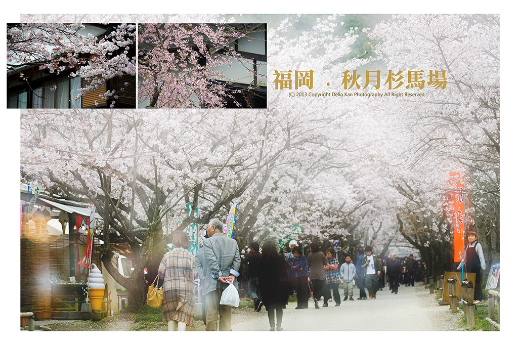 日本福岡櫻花之旅2013