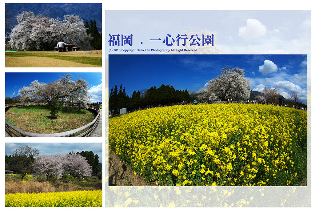 日本福岡櫻花之旅2013 - 一心行公園