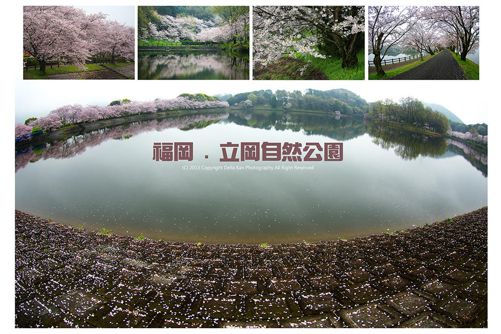 日本福岡櫻花之旅2013 - 立岡自然公園