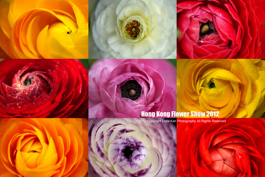 Hong Kong Flower Show 2012
