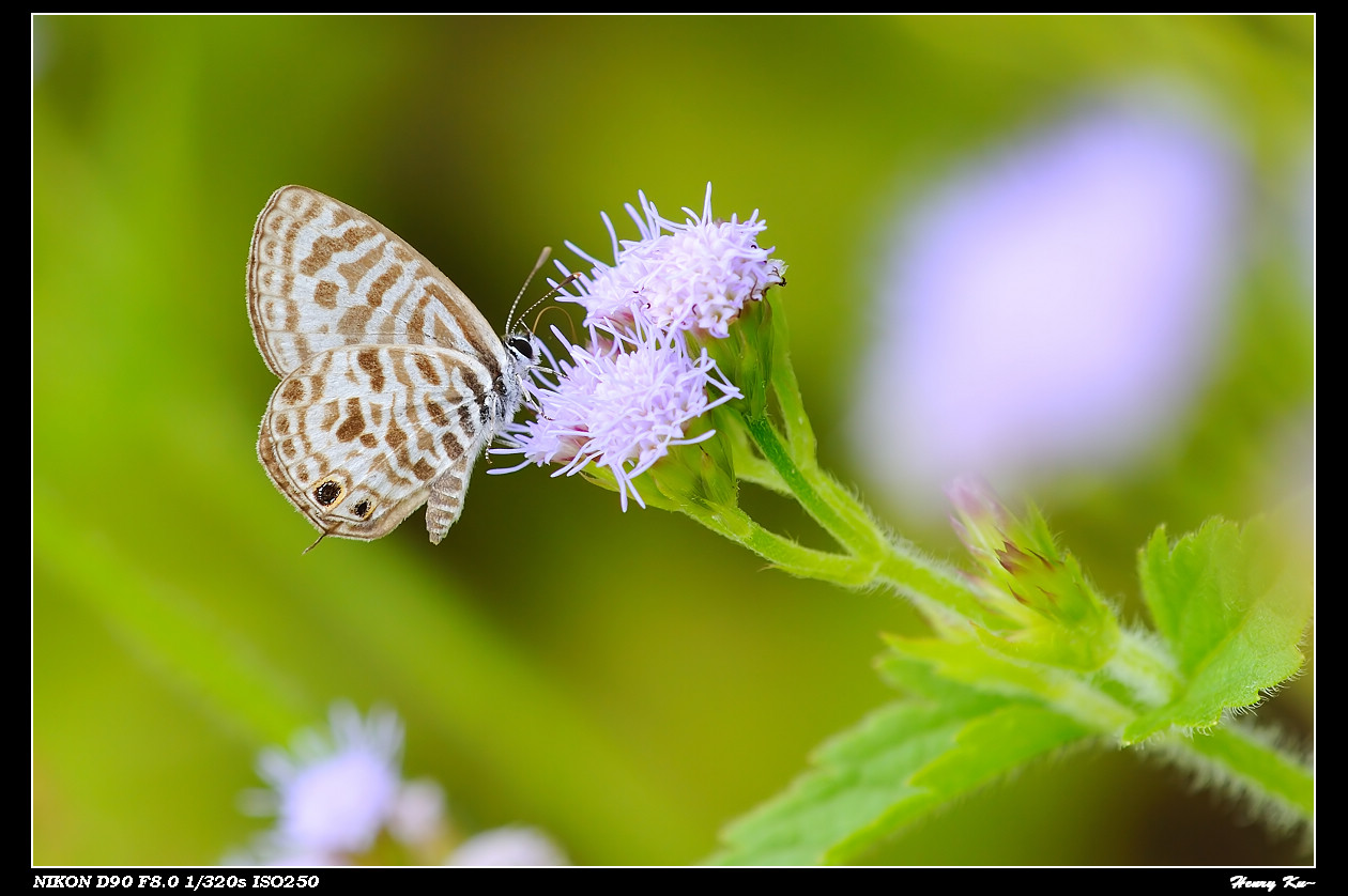 遥远的它~~~细灰蝶