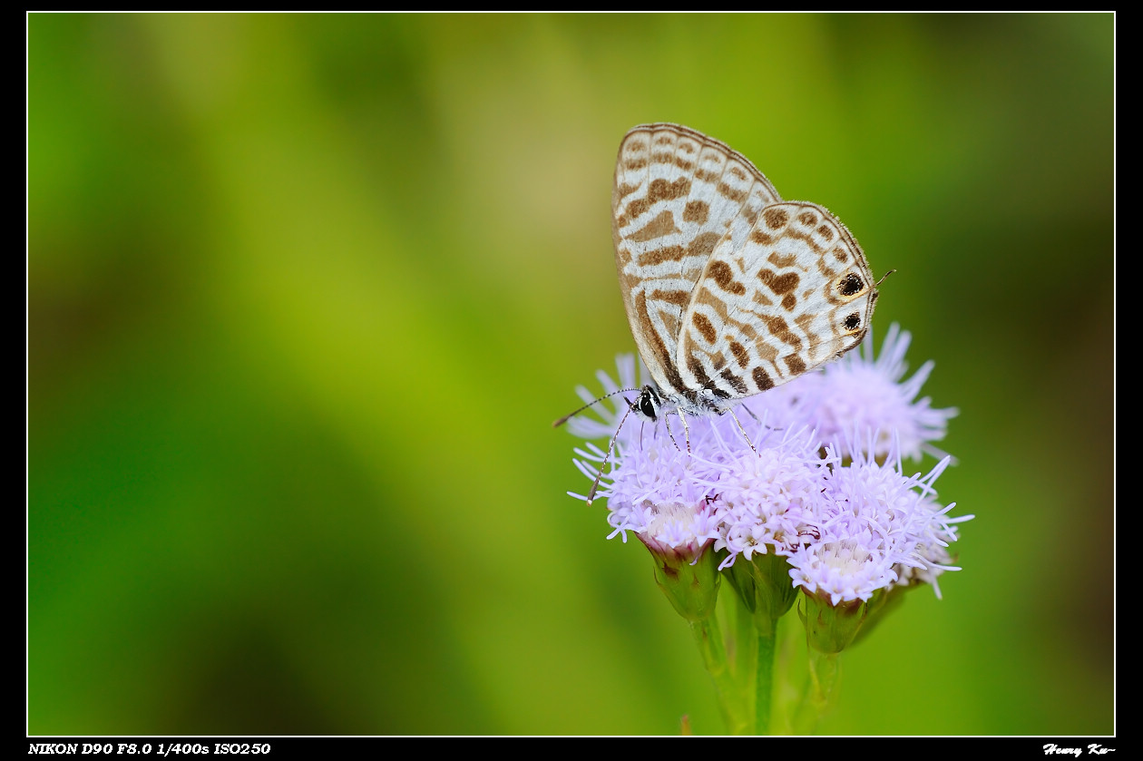 遥远的它~~~细灰蝶