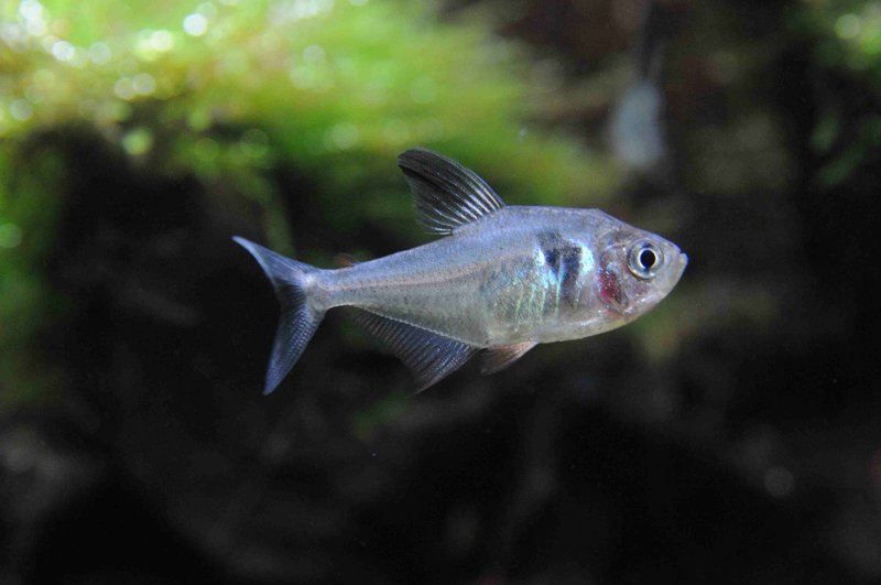 【图】小鱼黑旗