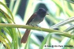 壽帶鳥Asian Paradise-Flycatcher
九龍公園16SEP04_10010c