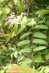 金銀花(Lonicera macrantha DC.)
LammaIsland17Apr05_10039