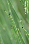 筆管草，纖弱木賊（木賊科）
WetlandPark04May06_20027s