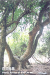 荔枝窩_207