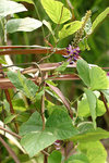 葛麻姆 Pueraria lobata var. montana
LongKei16Oc05_20028s