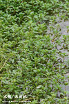 水龍，過塘蛇（柳葉菜科）
WetlandPark04May06_20099s