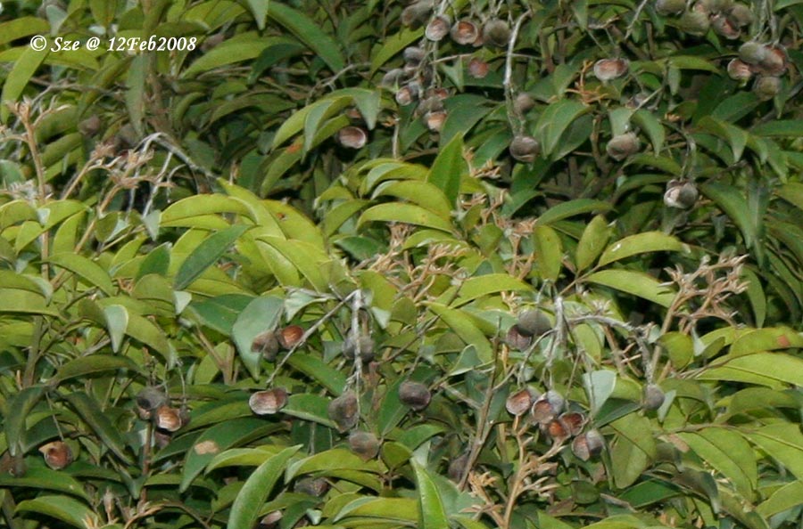 软荚红豆 ormosia semicastrata hance 蝶形花科(乔木)