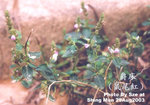 爵床，鼠尾紅 Justicia procumbens L.
爵床_01