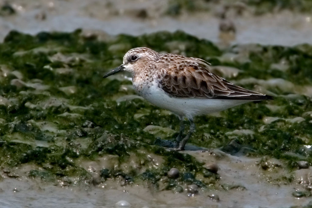 紅頸濱鷸 red-necked stint - 鴴形目 charadriiformes - hkwildlife.