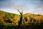 stinson beach