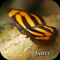 Insect 昆蟲集