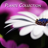 Plants Collection 花花草草
