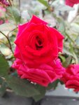 IMG_20250314_124543