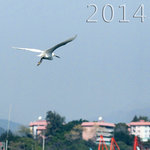 egret cover 2014_a