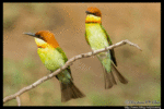 Chestnut-headed Bee-eater 栗頭蜂虎食蜜蜂