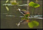 bird_20190406_02s