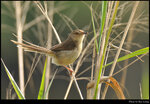 bird_20210220_04s