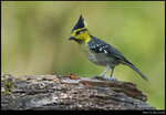 bird_20210221_07s