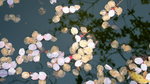 DSCF2307_C