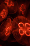Jelly fish aquarium
_