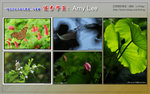 F05-01Amy Lee