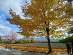 YellowLeave