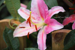 IMG_6230u
