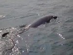 Dolphin 1- Video