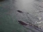 Dolphin 2 - Video