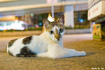 0506cat01