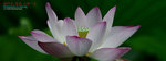 DSC_3117_copy