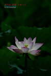 DSC_3128_revised